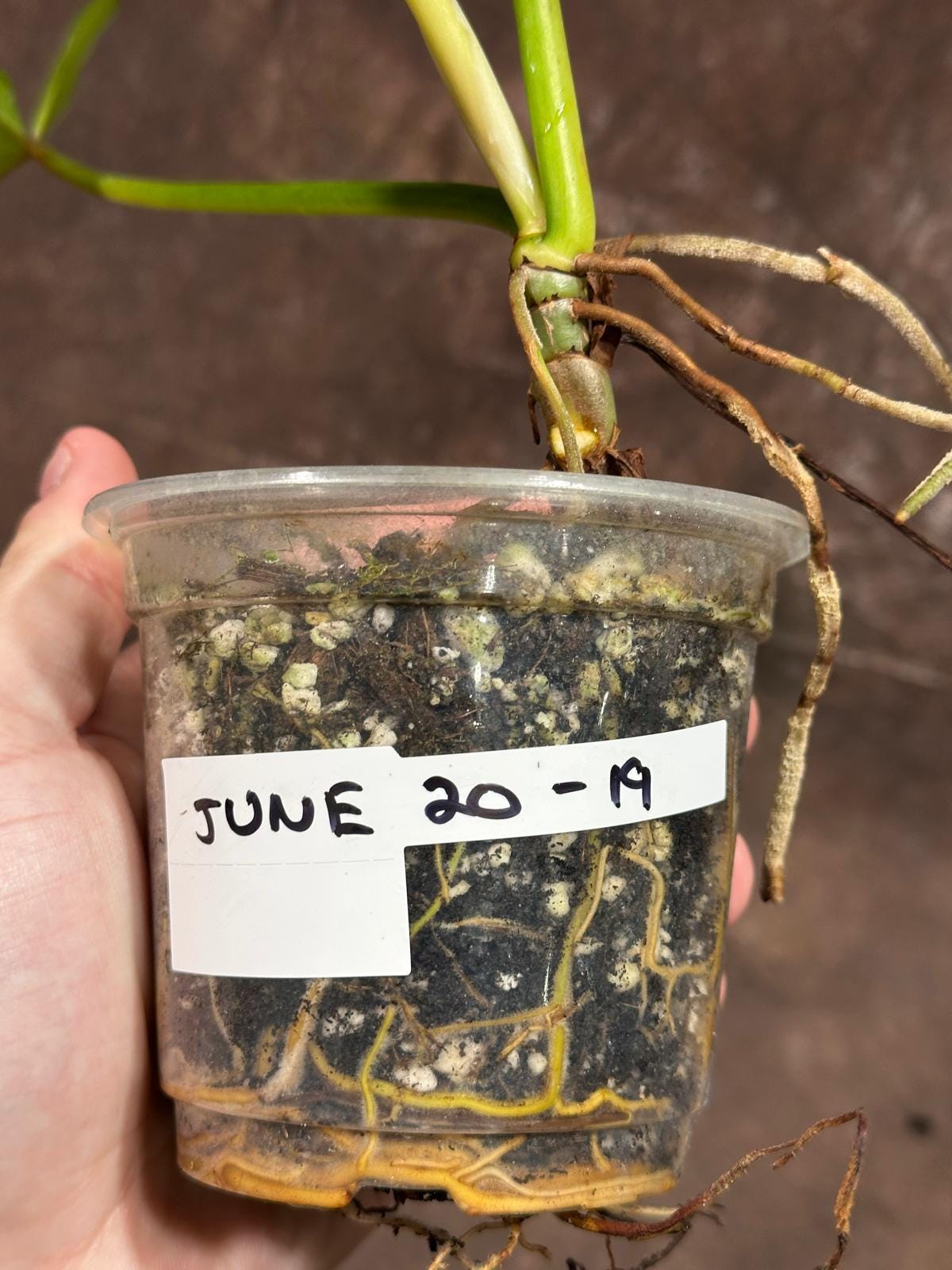 Philodendron Golden Dragon Variegated Established Reverted Plant - Collector Rare Indoor Plants - Live Plant - SAME plant - US Seller