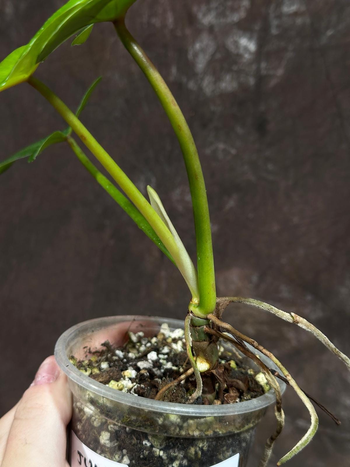 Philodendron Golden Dragon Variegated Established Reverted Plant - Collector Rare Indoor Plants - Live Plant - SAME plant - US Seller
