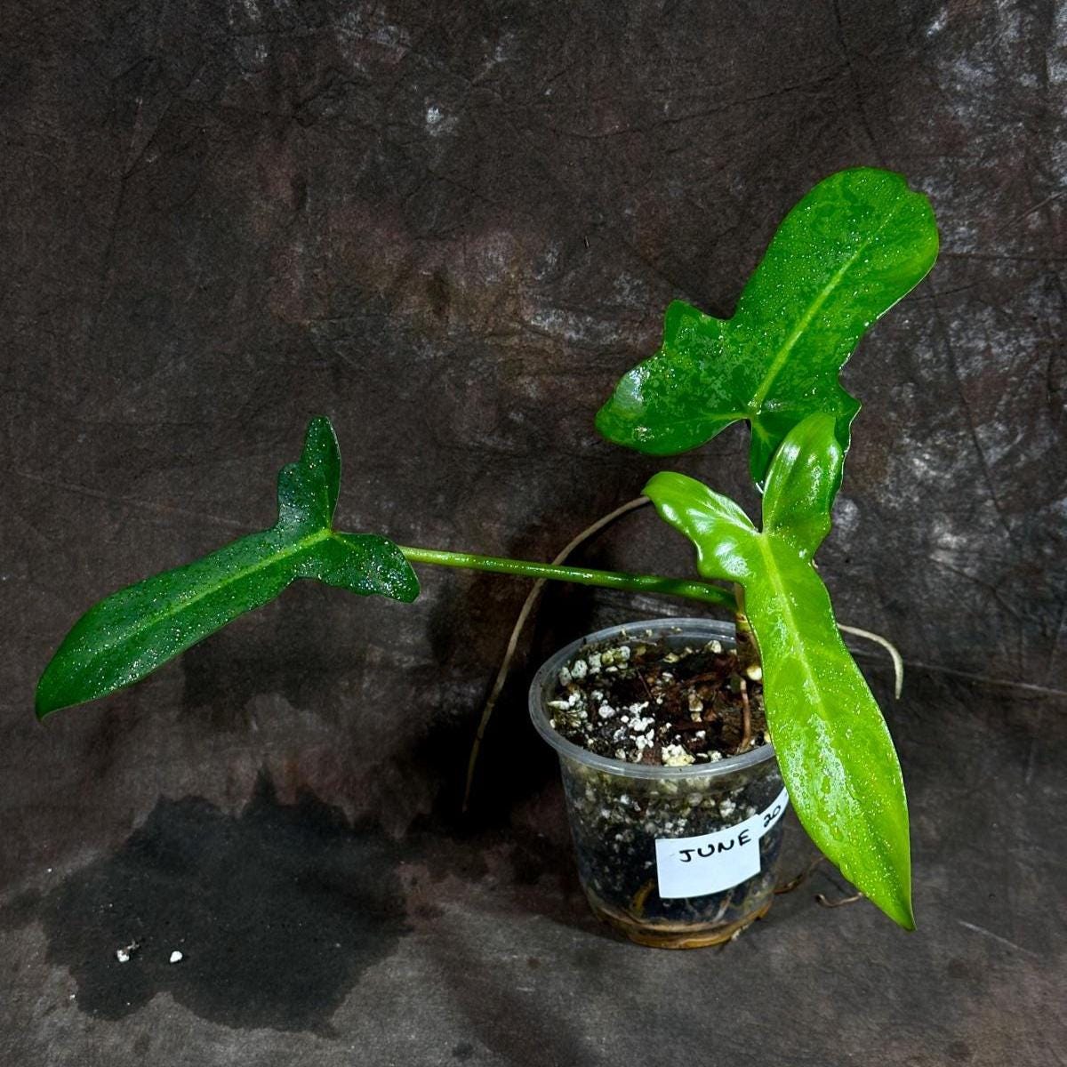Philodendron Golden Dragon Variegated Established Reverted Plant - Collector Rare Indoor Plants - Live Plant - SAME plant - US Seller