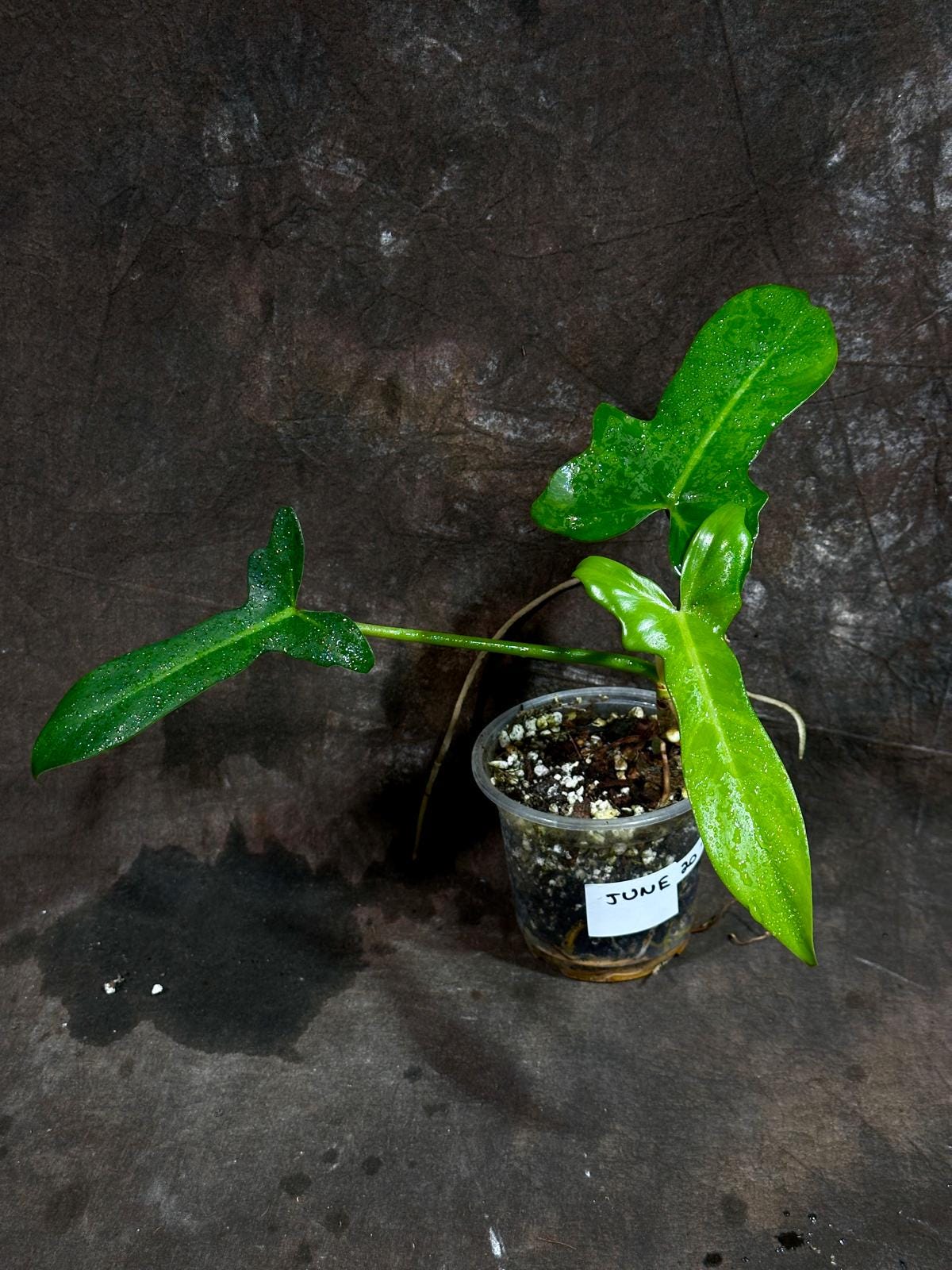 Philodendron Golden Dragon Variegated Established Reverted Plant - Collector Rare Indoor Plants - Live Plant - SAME plant - US Seller