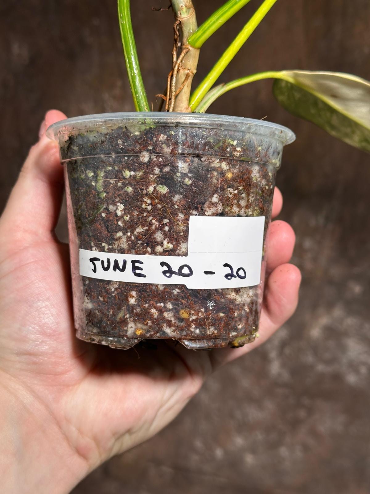 Variegated Philodendron Bipennifolium in a Nursery Pot - Bipennifolium Mature Rare Collector Plant - Exact SAME Live Plant - US Seller