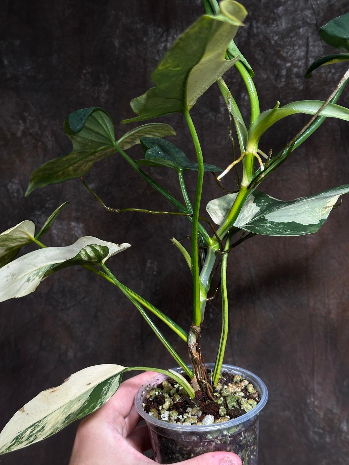 Variegated Philodendron Bipennifolium in a Nursery Pot - Bipennifolium Mature Rare Collector Plant - Exact SAME Live Plant - US Seller