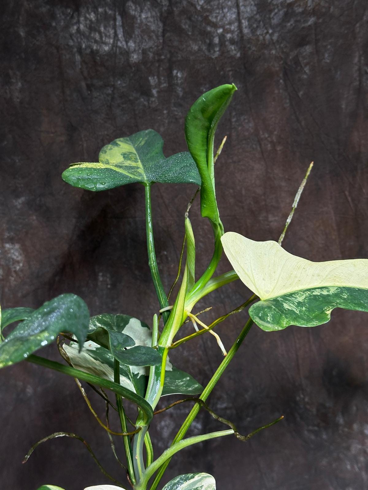 Variegated Philodendron Bipennifolium in a Nursery Pot - Bipennifolium Mature Rare Collector Plant - Exact SAME Live Plant - US Seller