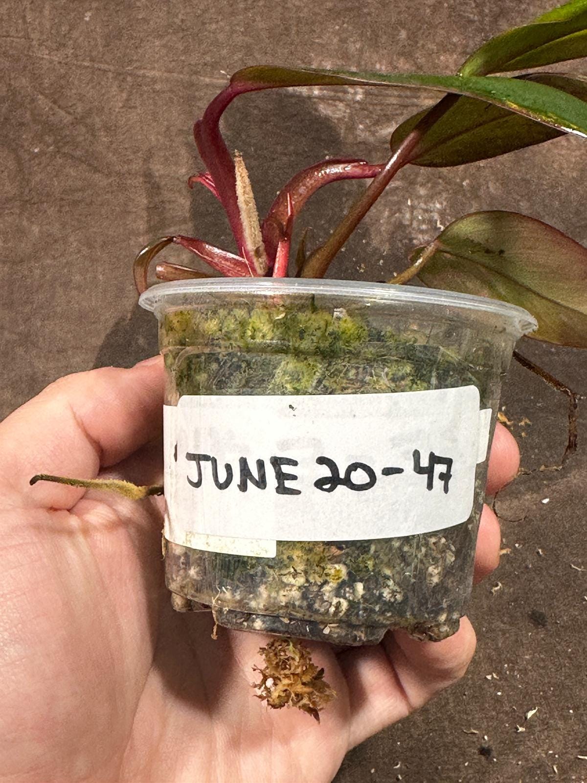 Variegated Philodendron Strawberry Shake in a Nursery Pot - Pink Strawberry Shake RARE Collector Plant - Live Indoor Plant - Exact Plant