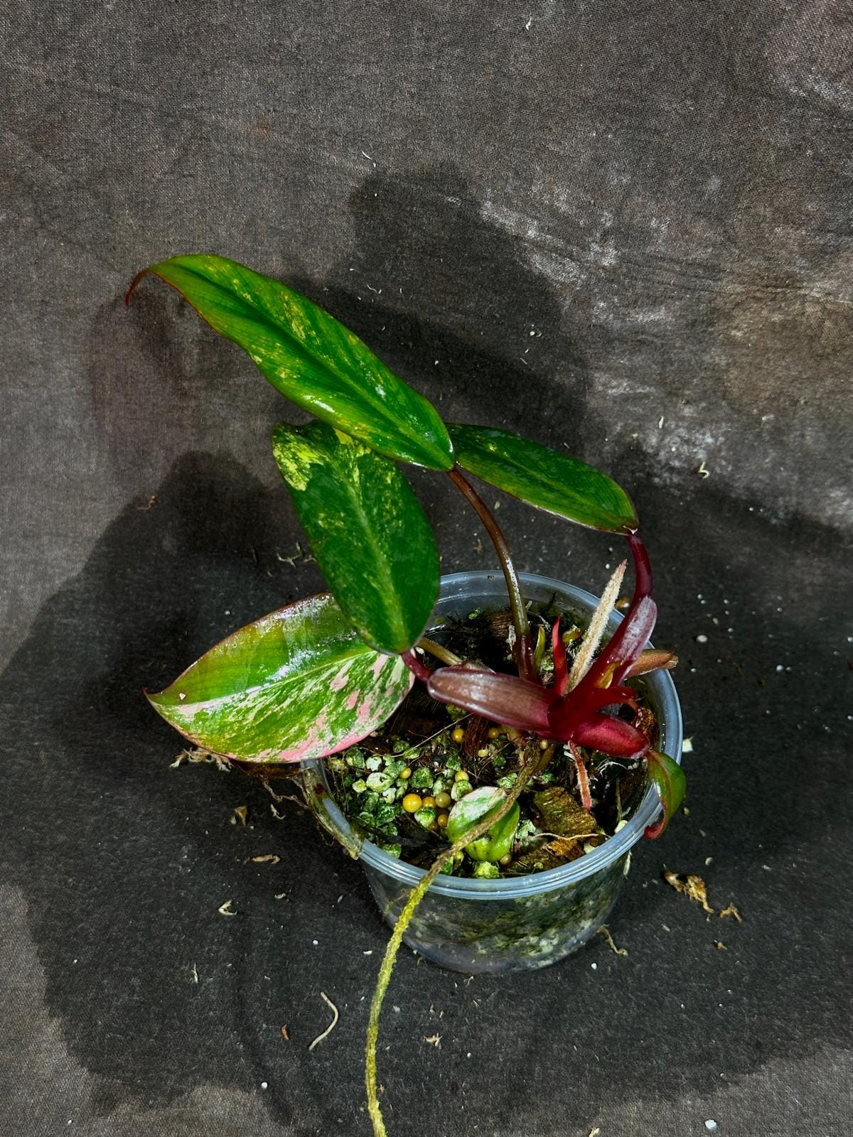 Variegated Philodendron Strawberry Shake in a Nursery Pot - Pink Strawberry Shake RARE Collector Plant - Live Indoor Plant - Exact Plant