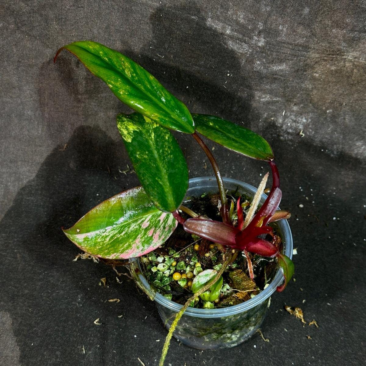 Variegated Philodendron Strawberry Shake in a Nursery Pot - Pink Strawberry Shake RARE Collector Plant - Live Indoor Plant - Exact Plant