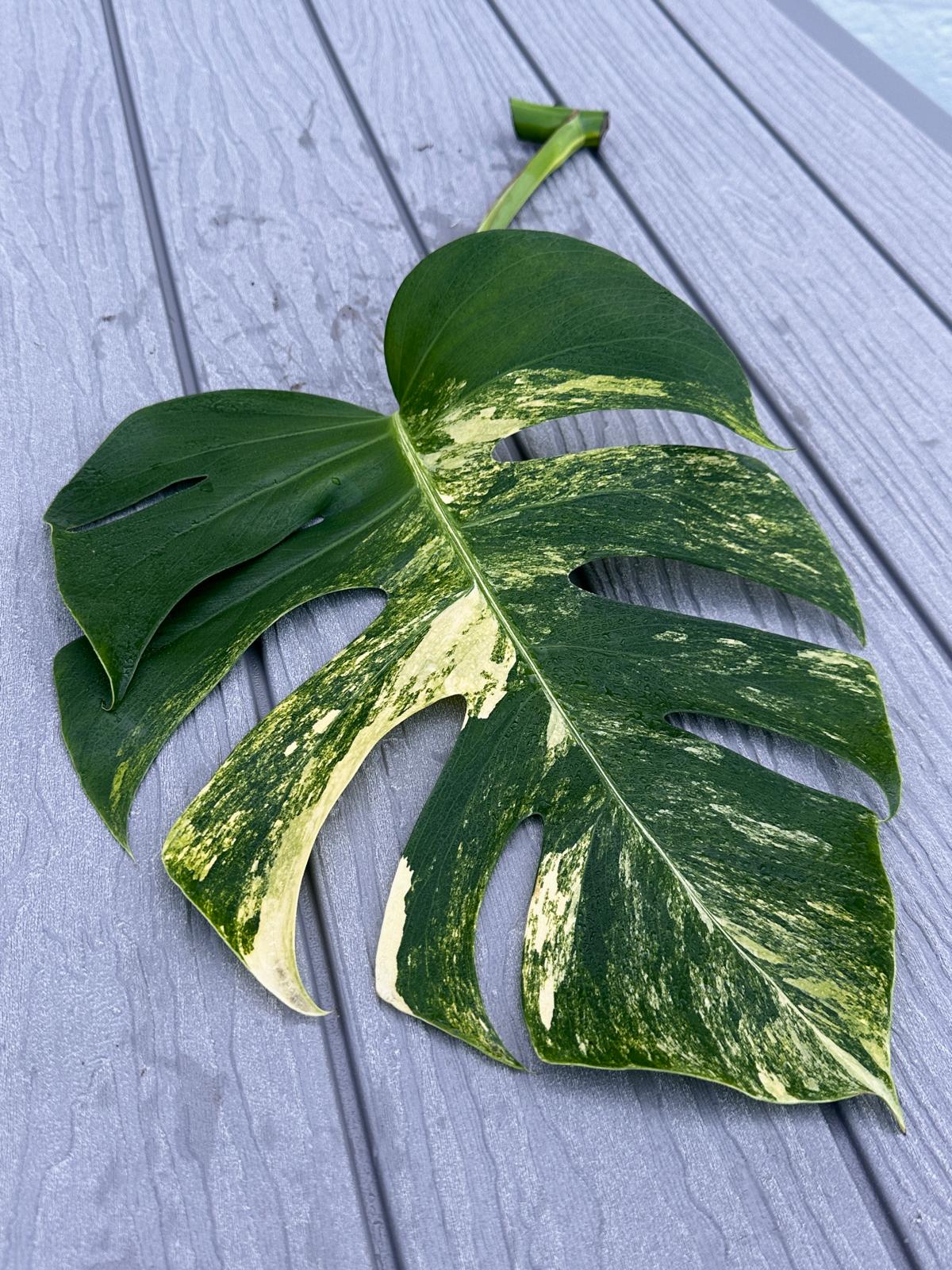 Monstera Aurea Cutting High Variegated Borsigiana - Monstera Aurea Variegata - Monstera Marmota - Gift for Mom - US Seller