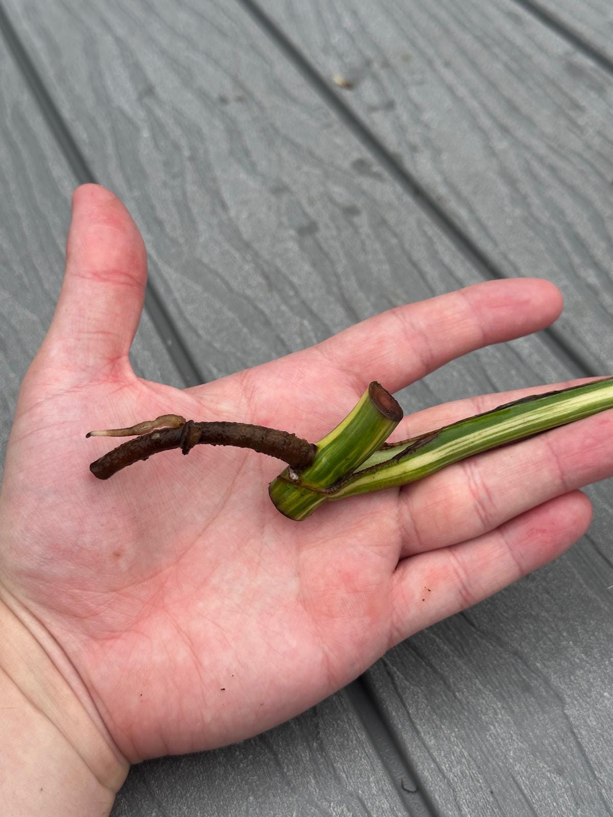 Variegated Monstera Aurea Exact Cutting - Monstera Borsigiana Live Indoor Plant - Monstera Marmota - Beginners Plant-Gift Plant-Us Seller