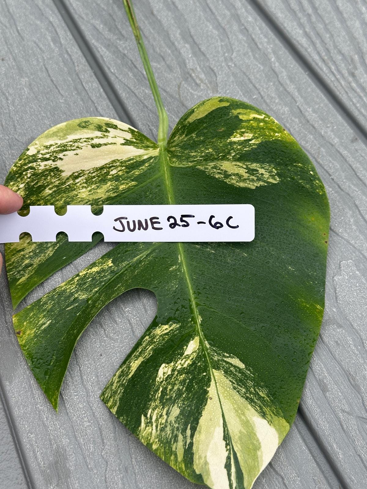 Variegated Monstera Aurea Exact Cutting - Monstera Borsigiana Live Indoor Plant - Monstera Marmota - Beginners Plant-Gift Plant-Us Seller