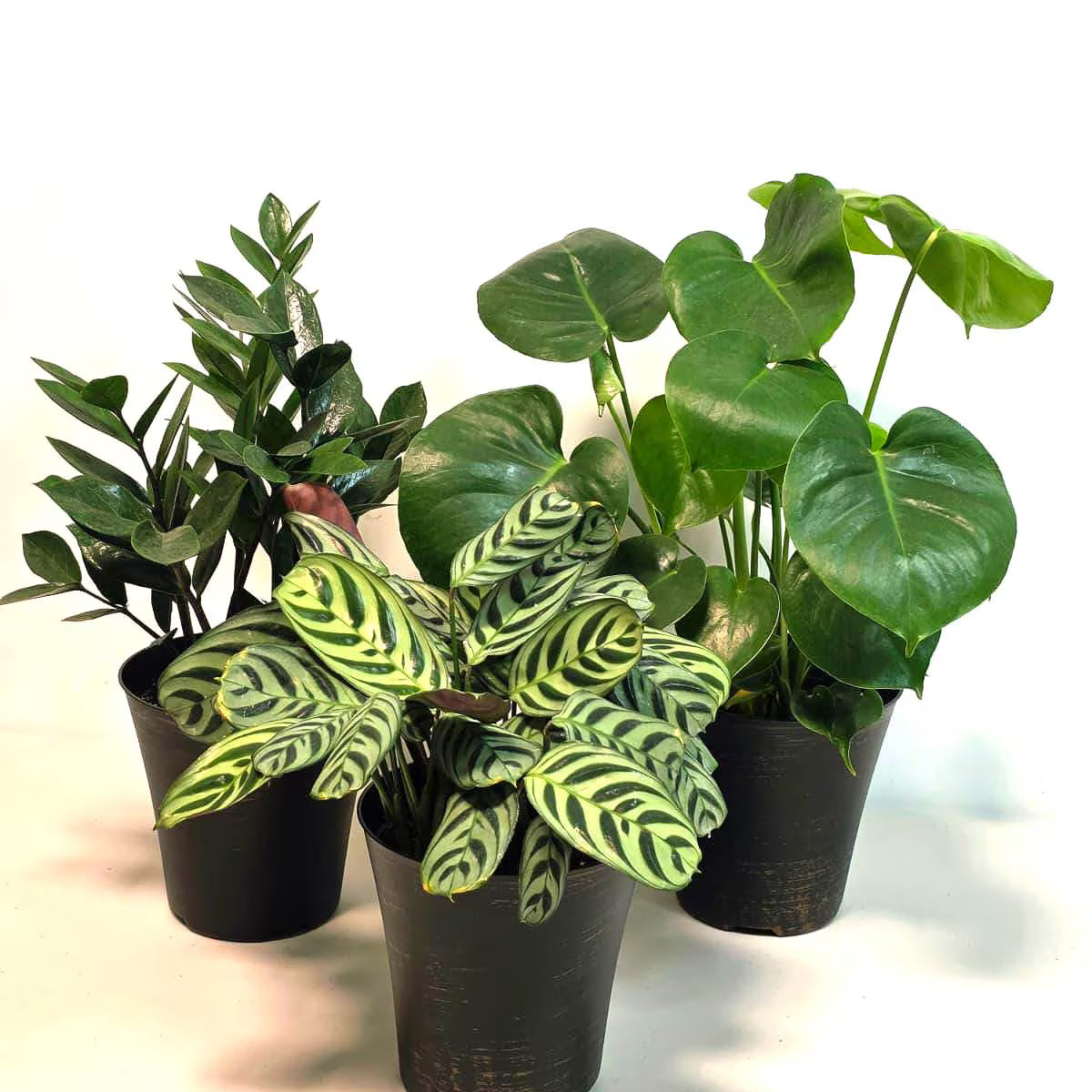 assorted indoor plants Set of 3 Assorted Indoor Plant