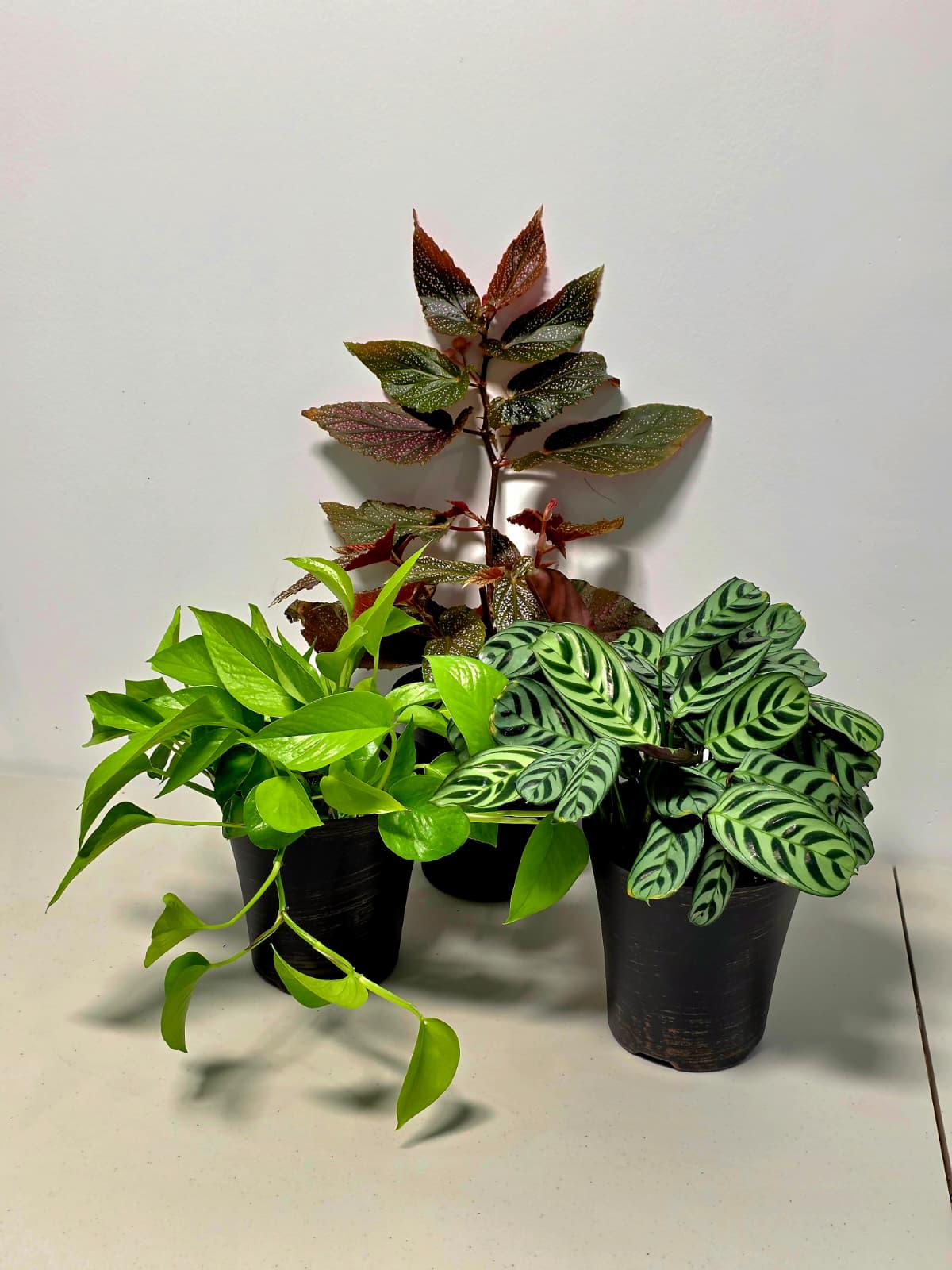 indoor plant gift