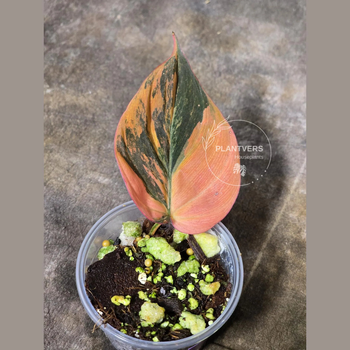 Variegated Philodendron Mican Aurea in a Nursery Pot - Rare Collector Plant - EXACT Plant - US SELLER