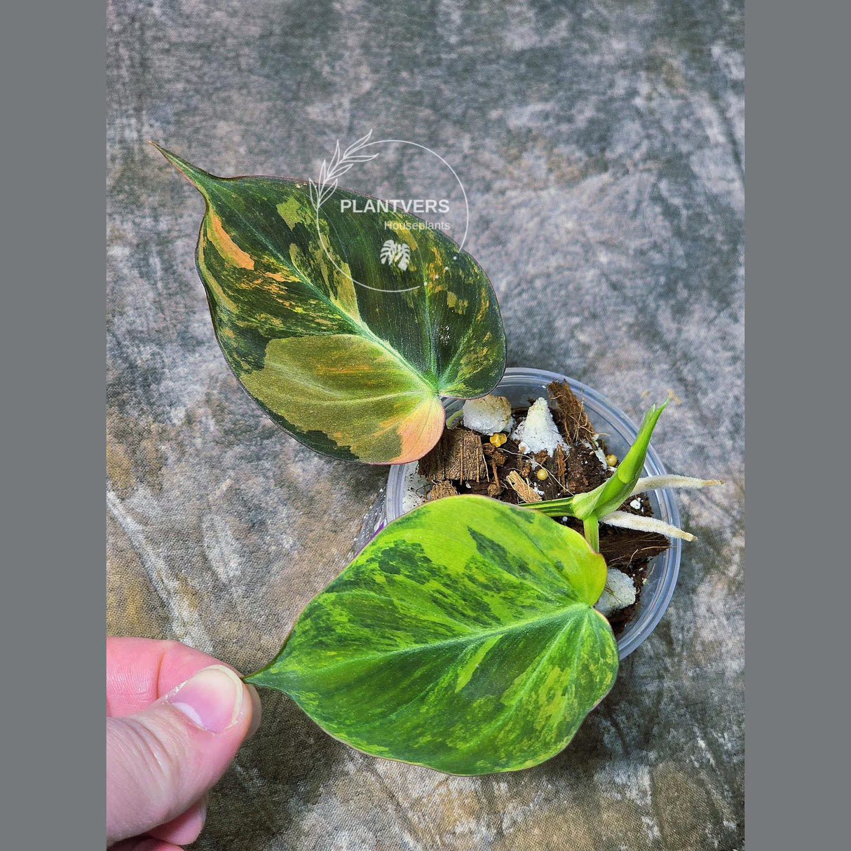 Aurea variegated