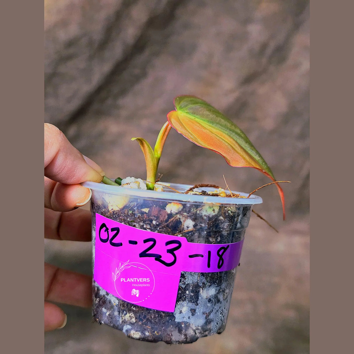 Variegated Philodendron Mican Aurea in a Nursery Pot - Rare Collector Plant - EXACT Plant - US SELLER