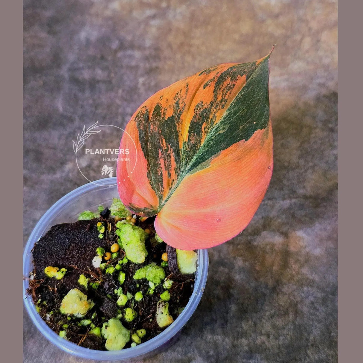 Variegated Philodendron Mican Aurea in a Nursery Pot - Rare Collector Plant - EXACT Plant - US SELLER