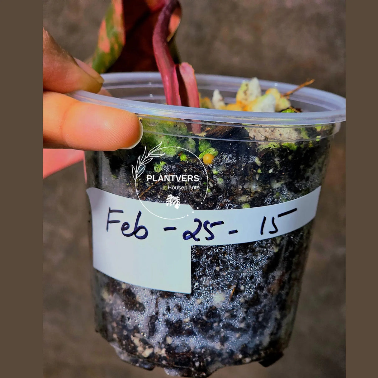 High Variegated Philodendron Strawberry Shake - Rare Collector Plant - Exact Plant - US Seller