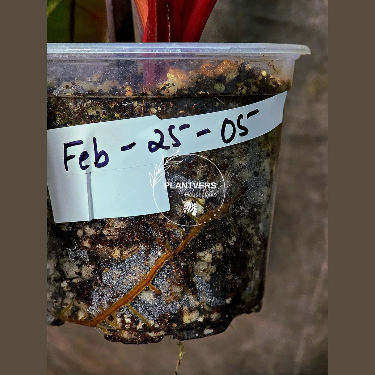 High Variegated Philodendron Strawberry Shake - Rare Collector Plant - Exact Plant - US Seller