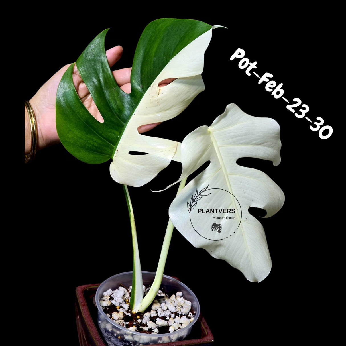 Rare Variegated Monstera Albo – Large Form White Monstera Borsigiana (Exact Plant)