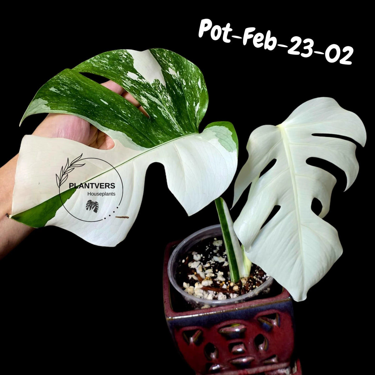 Rare Variegated Monstera Albo – Large Form White Monstera Borsigiana (Exact Plant)