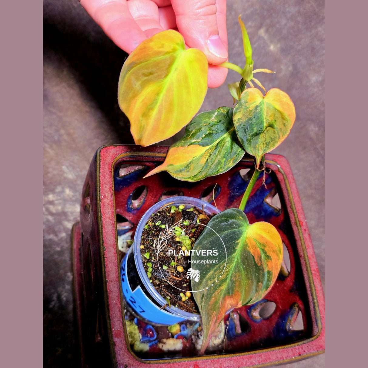 Variegated Philodendron Mican Aurea in a Nursery Pot - Rare Collector Plant - EXACT Plant - US SELLER