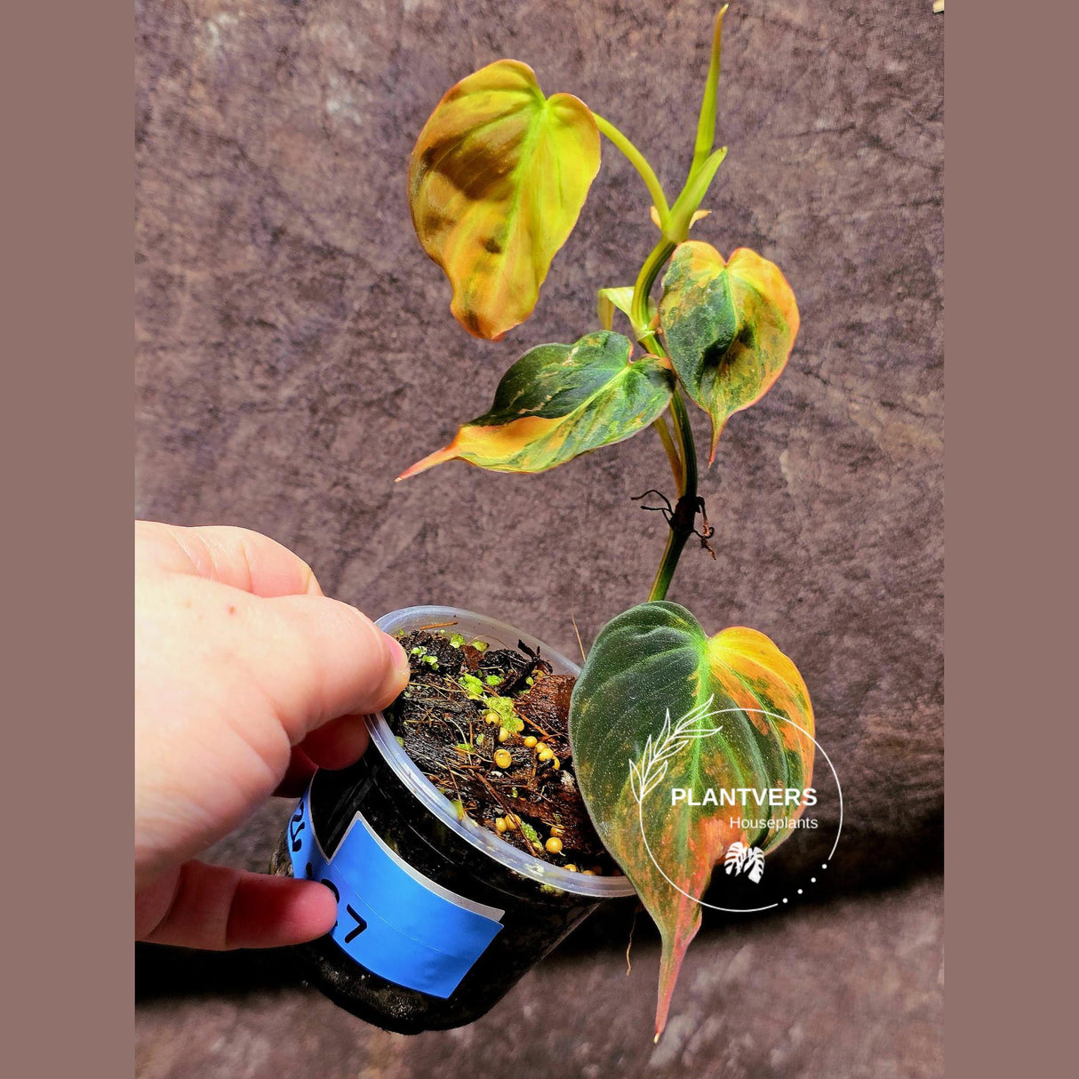 Variegated Philodendron Mican Aurea in a Nursery Pot - Rare Collector Plant - EXACT Plant - US SELLER