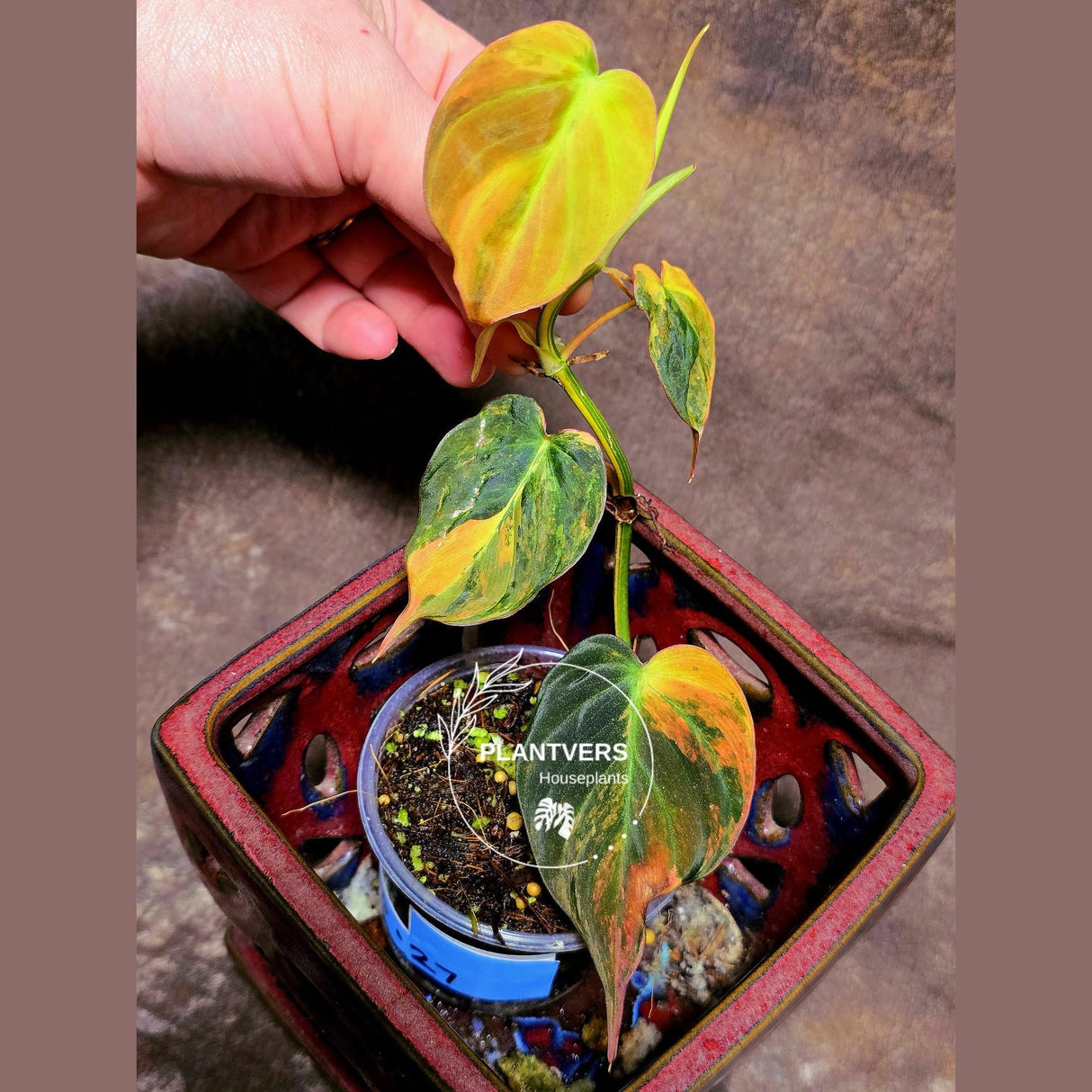 Variegated Philodendron Mican Aurea in a Nursery Pot - Rare Collector Plant - EXACT Plant - US SELLER