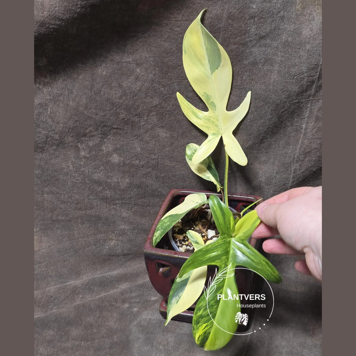 Variegated Philodendron Florida Beauty in a Nursery Pot - Rare Collector Plant - Exact Plant - US Seller