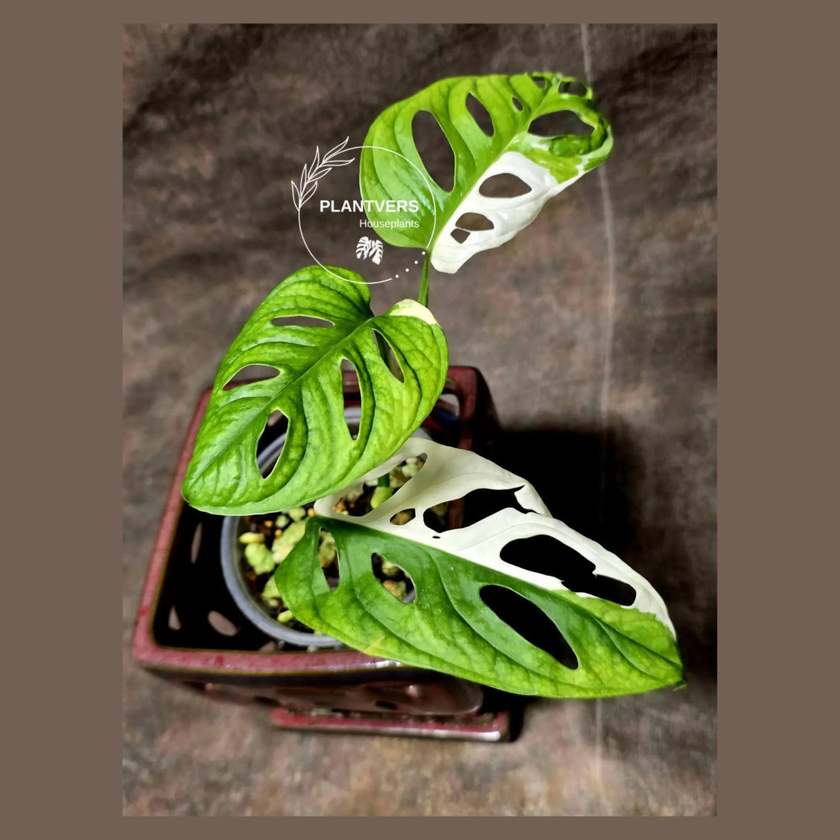 High Variegated White Monstera Adansonii Albo in a Nursery Pot - Swiss Cheese Variegated Potted Plant - Rare Collector Plant - US Seller