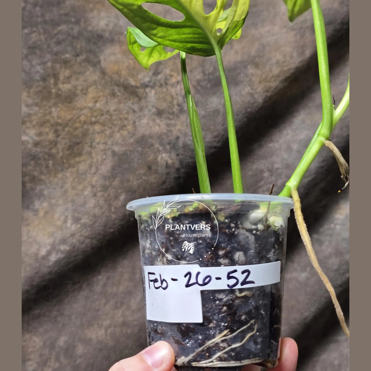 Monstera Adansonii Aurea High Variegated Swiss Cheese Premium Color Swiss - SAME Plant - US Seller