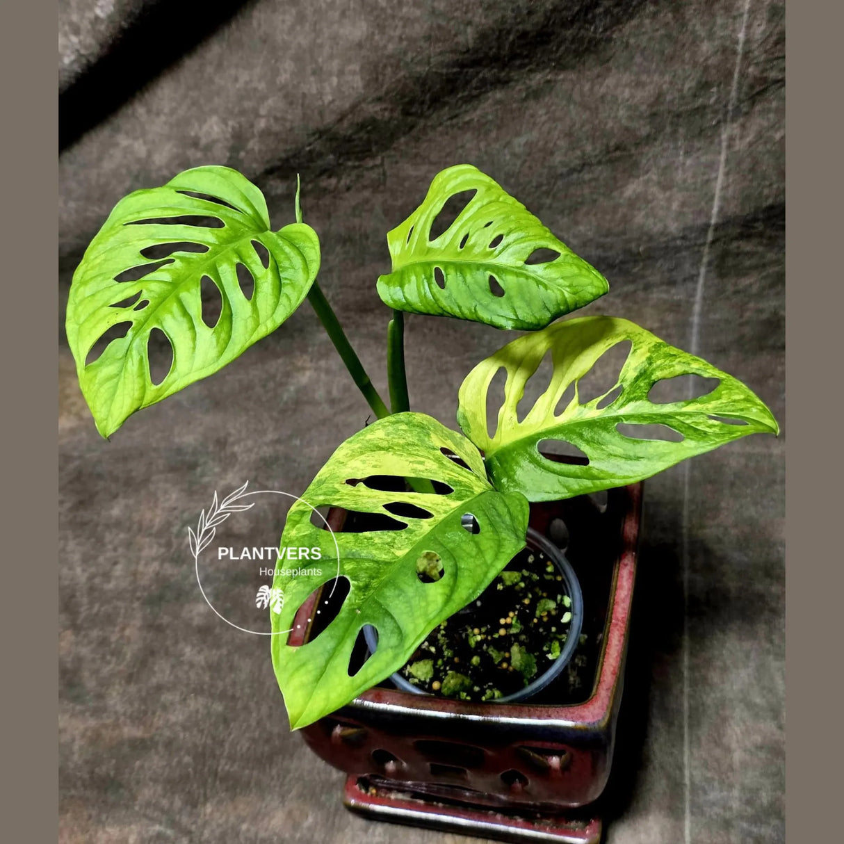 Monstera Adansonii Aurea High Variegated Swiss Cheese Premium Color Swiss - SAME Plant - US Seller
