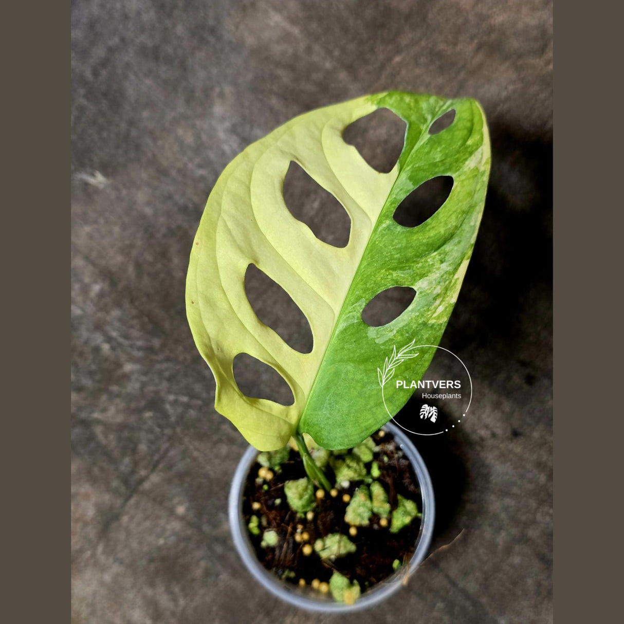 Monstera Adansonii Aurea High Variegated Swiss Cheese Premium Color Swiss - SAME Plant - US Seller