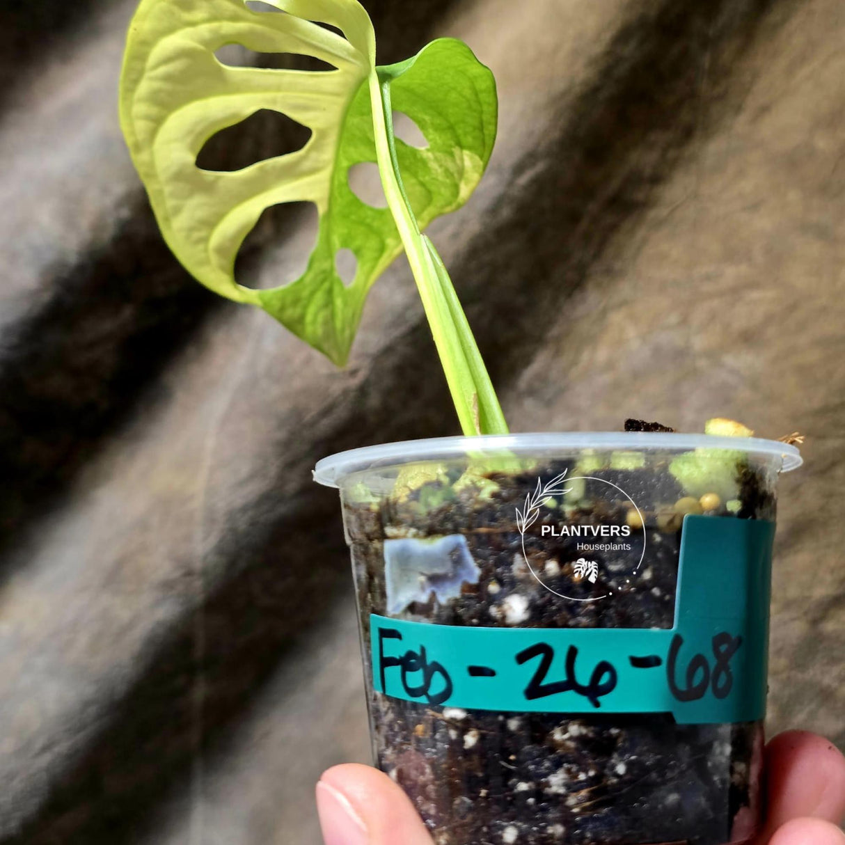 Monstera Adansonii Aurea High Variegated Swiss Cheese Premium Color Swiss - SAME Plant - US Seller