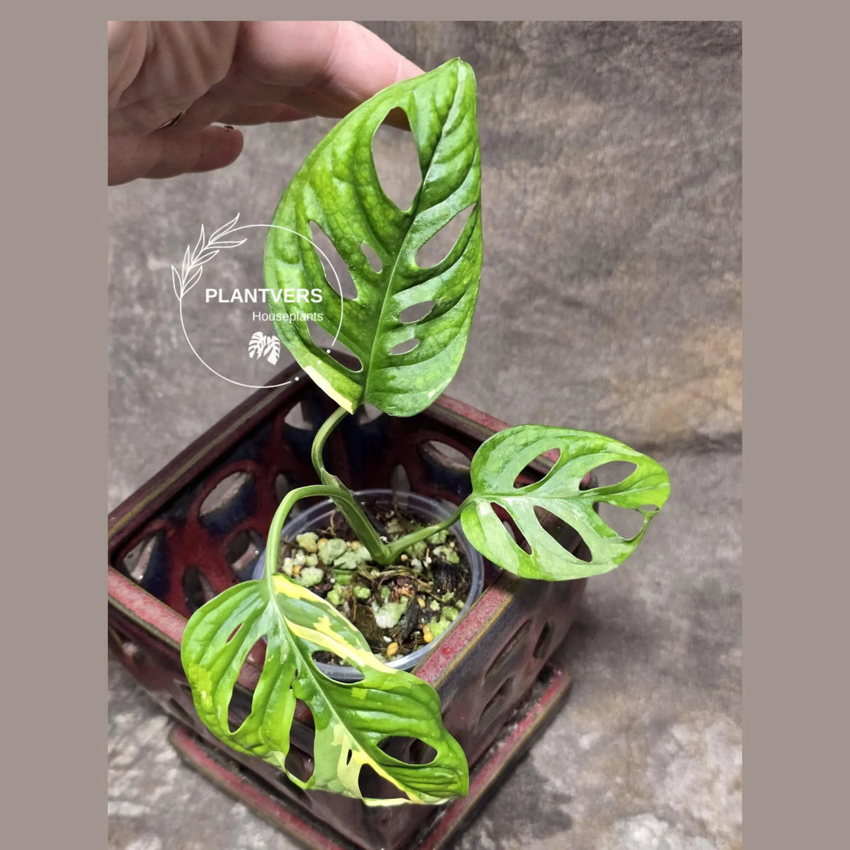 Monstera Adansonii Aurea High Variegated Swiss Cheese Premium Color Swiss - SAME Plant - US Seller