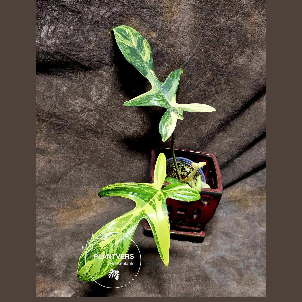 Variegated Philodendron Florida Beauty in a Nursery Pot - Rare Collector Plant - Exact Plant - US Seller