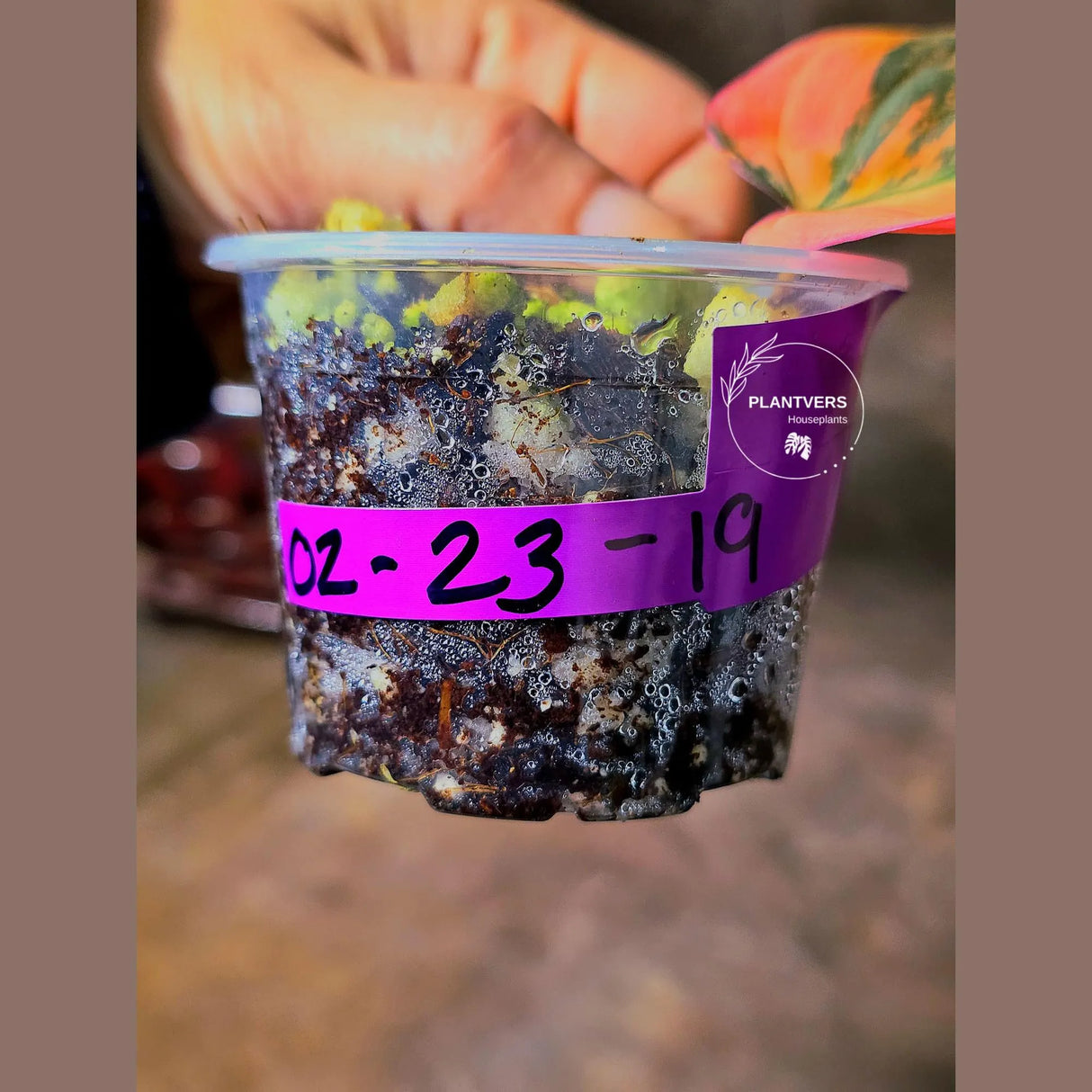 Variegated Philodendron Mican Aurea in a Nursery Pot - Rare Collector Plant - EXACT Plant - US SELLER