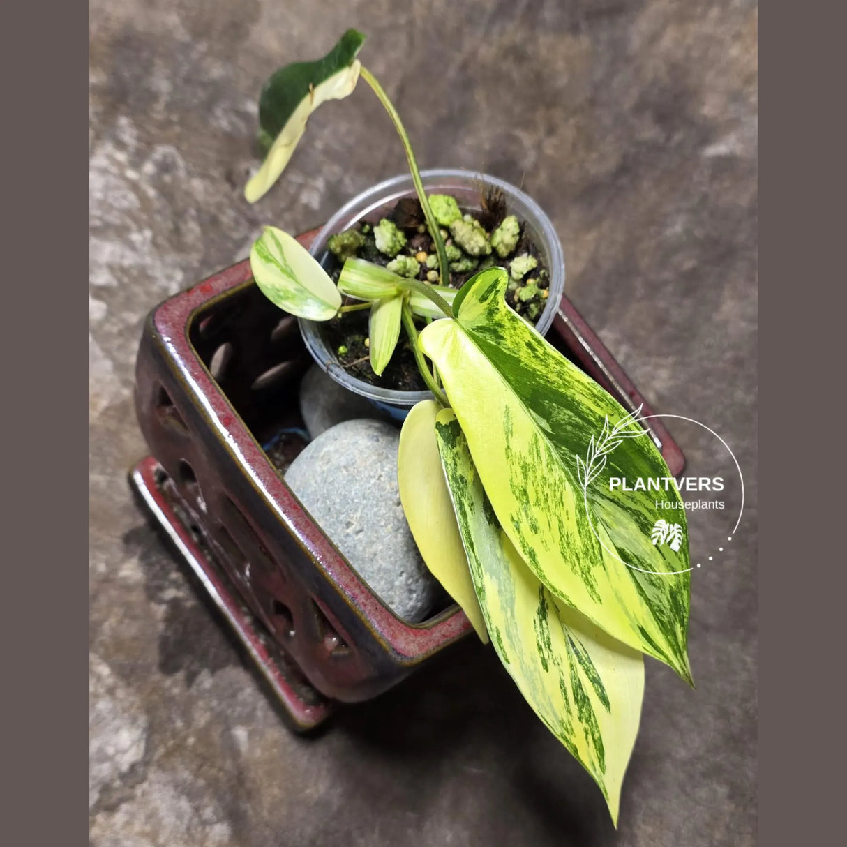 Variegated Philodendron Florida Beauty - Rare Collector Plant - EXACT Plant - US Seller