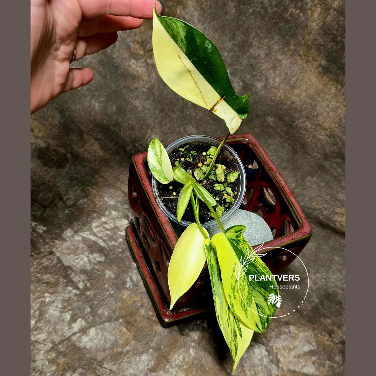Variegated Philodendron Florida Beauty - Rare Collector Plant - EXACT Plant - US Seller