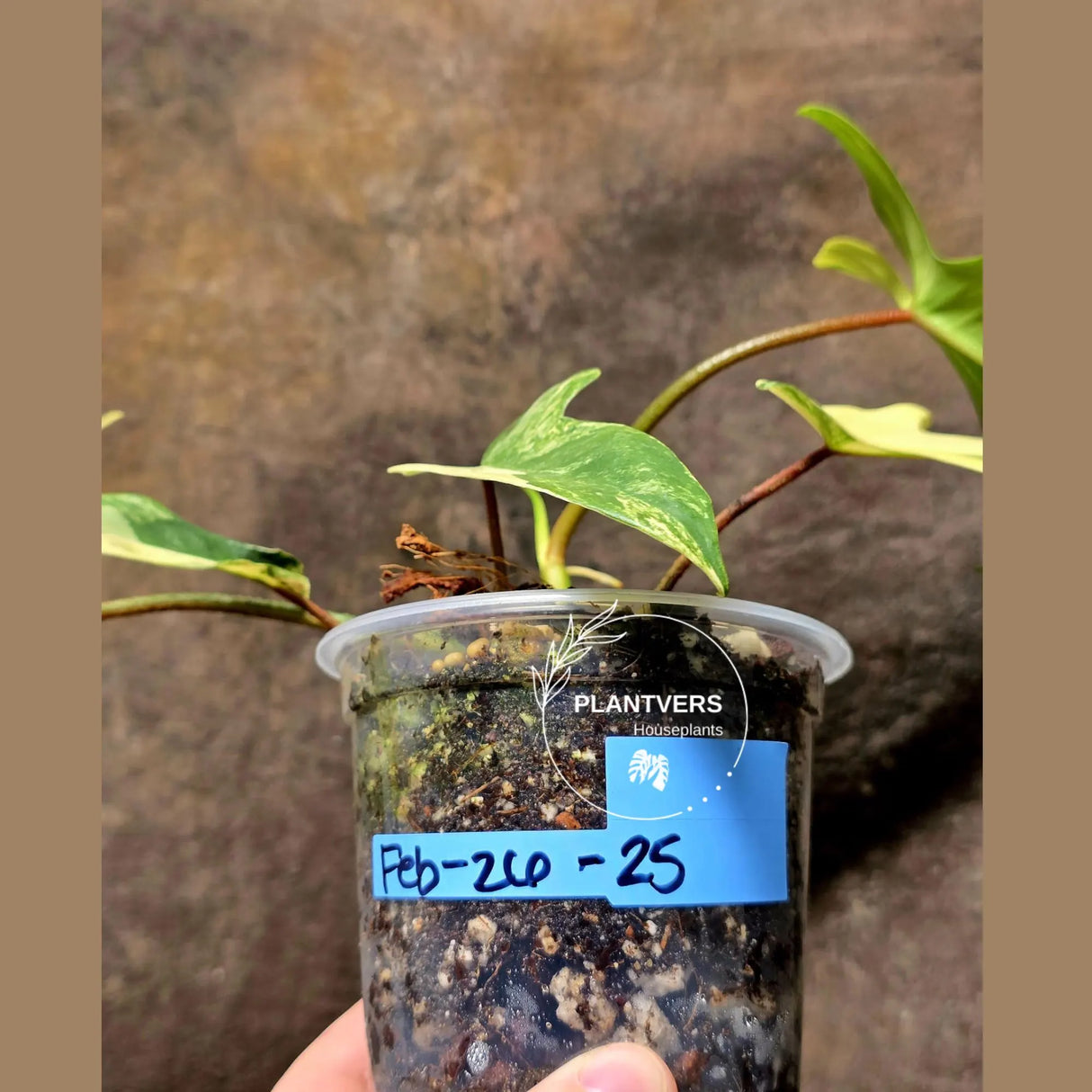 Variegated Philodendron Florida Beauty in a Nursery Pot - Rare Collector Plant - Exact Plant - US Seller