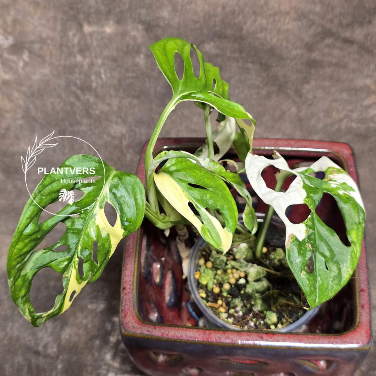 High Variegated White Monstera Adansonii Albo - Rare Collector Swiss Cheese Plant - EXACT Same Plant - US Seller