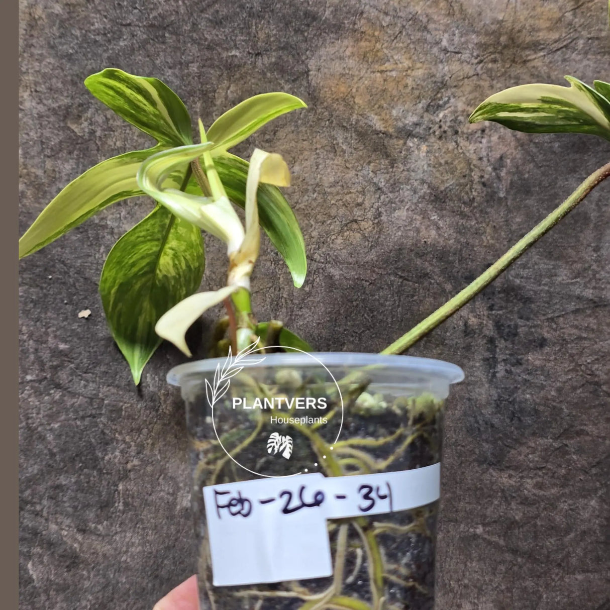Variegated Philodendron Florida Beauty in a Nursery Pot - Rare Collector Plant - Exact Plant - US Seller