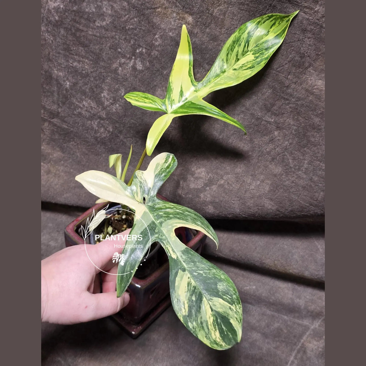 Variegated Philodendron Florida Beauty in a Nursery Pot - Rare Collector Plant - Exact Plant - US Seller