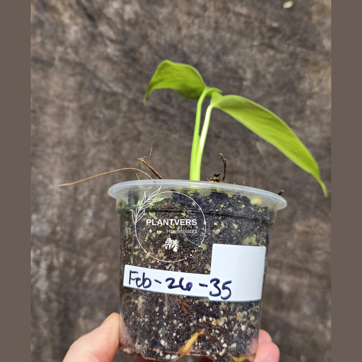 Monstera Aurea Variegated Borsigiana - Monstera Marmota Same Plant - US Seller