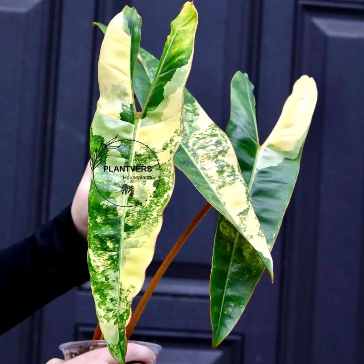 Variegated Philodendron Billietiae Live Plant - Large Leaves - Grower’s Choice Variegated Aroid - Non Exact Plant