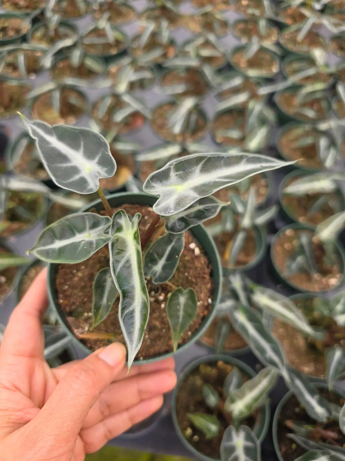 Alocasia
