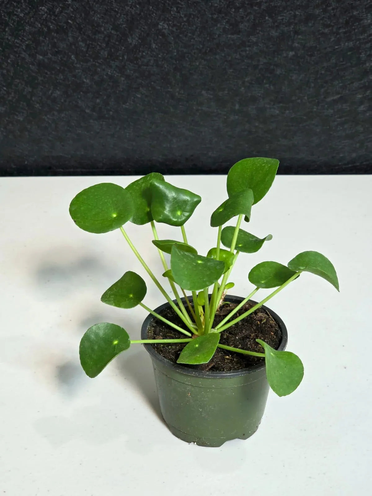 Chinese Money Plant 4” Pot | Pilea Peperomioides | Easy Care Indoor Plant | Money Plant Indoor | Office Houseplant