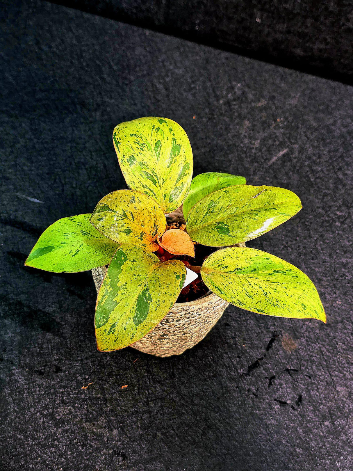 Variegated Philodendron Red Congo Live Plant - Mint Hybrid Variegated Aroid, Red & Cream Foliage - Hard to Come By - US Seller