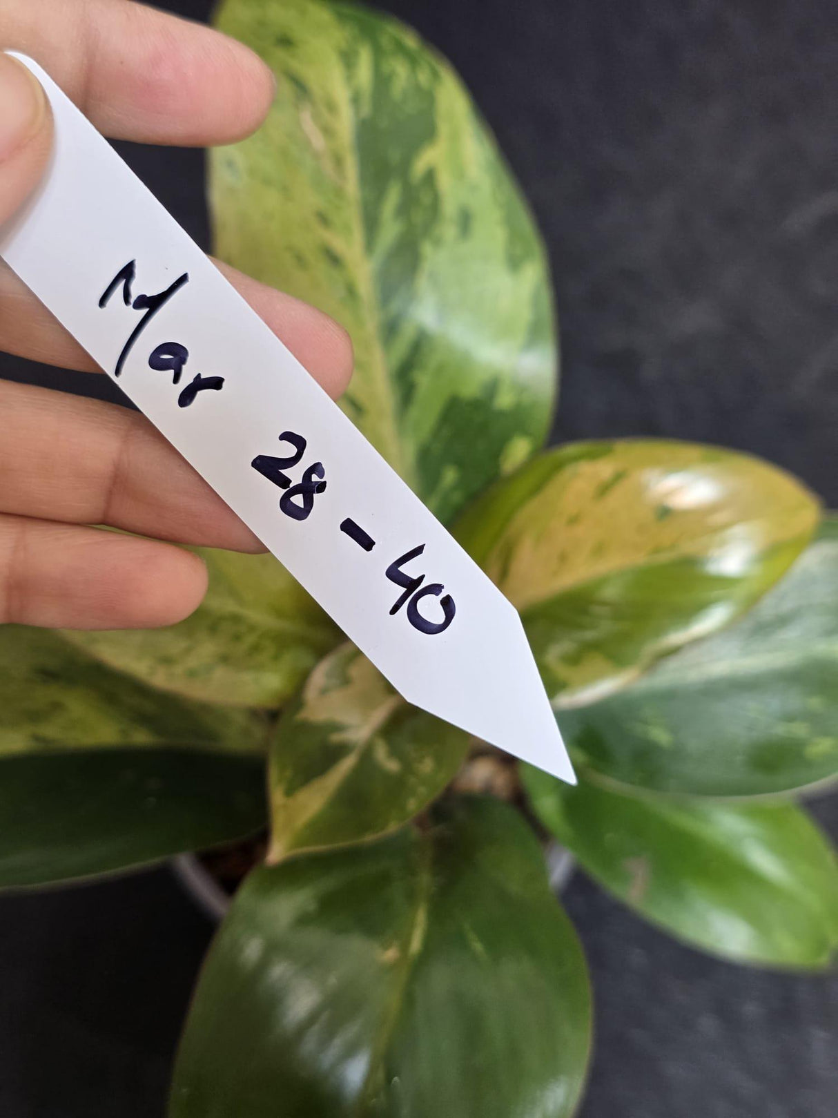 Variegated Philodendron Red Congo Live Plant - Mint Hybrid Variegated Aroid, Red & Cream Foliage - Hard to Come By - US Seller