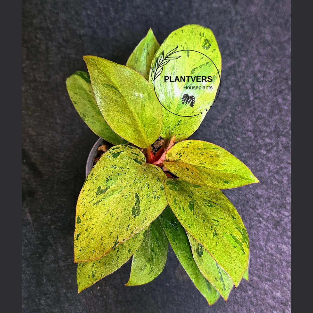 Variegated Philodendron Red Congo Live Plant - Mint Hybrid Variegated Aroid, Red & Cream Foliage - Hard to Come By - US Seller