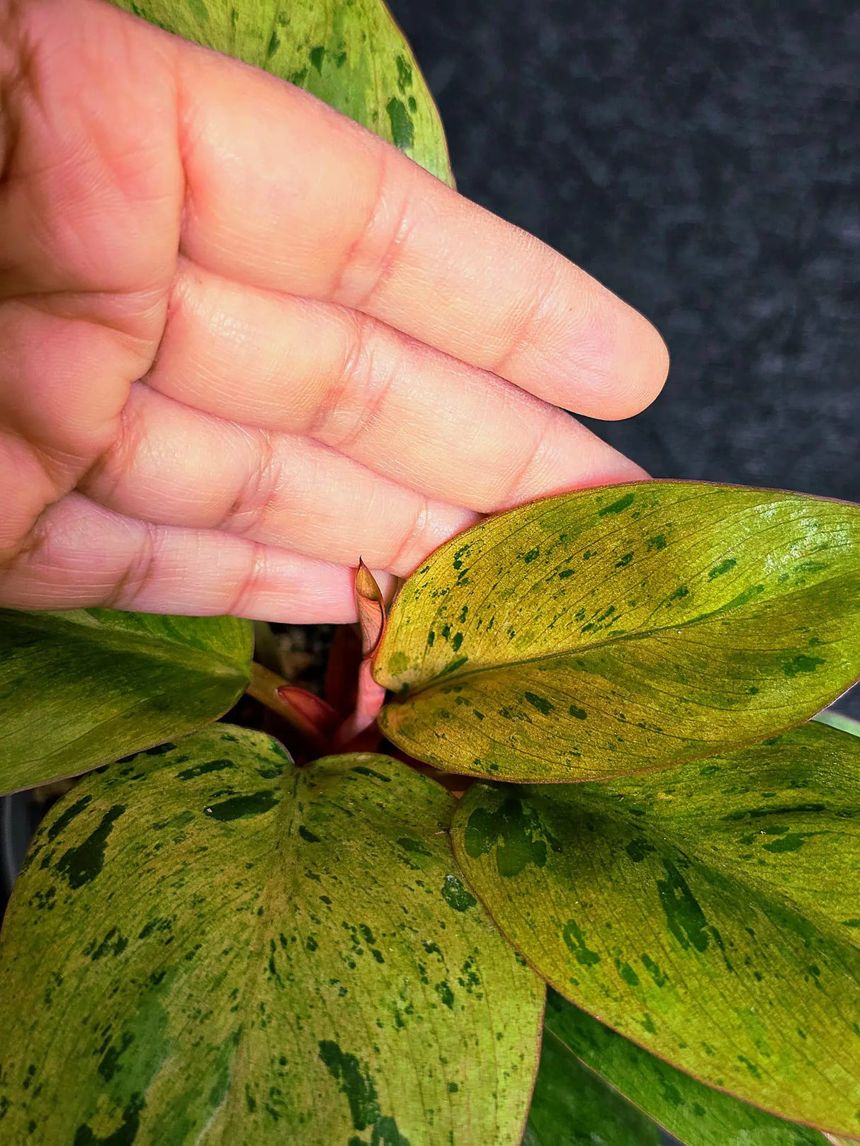 Variegated Philodendron Red Congo Live Plant - Mint Hybrid Variegated Aroid, Red & Cream Foliage - Hard to Come By - US Seller