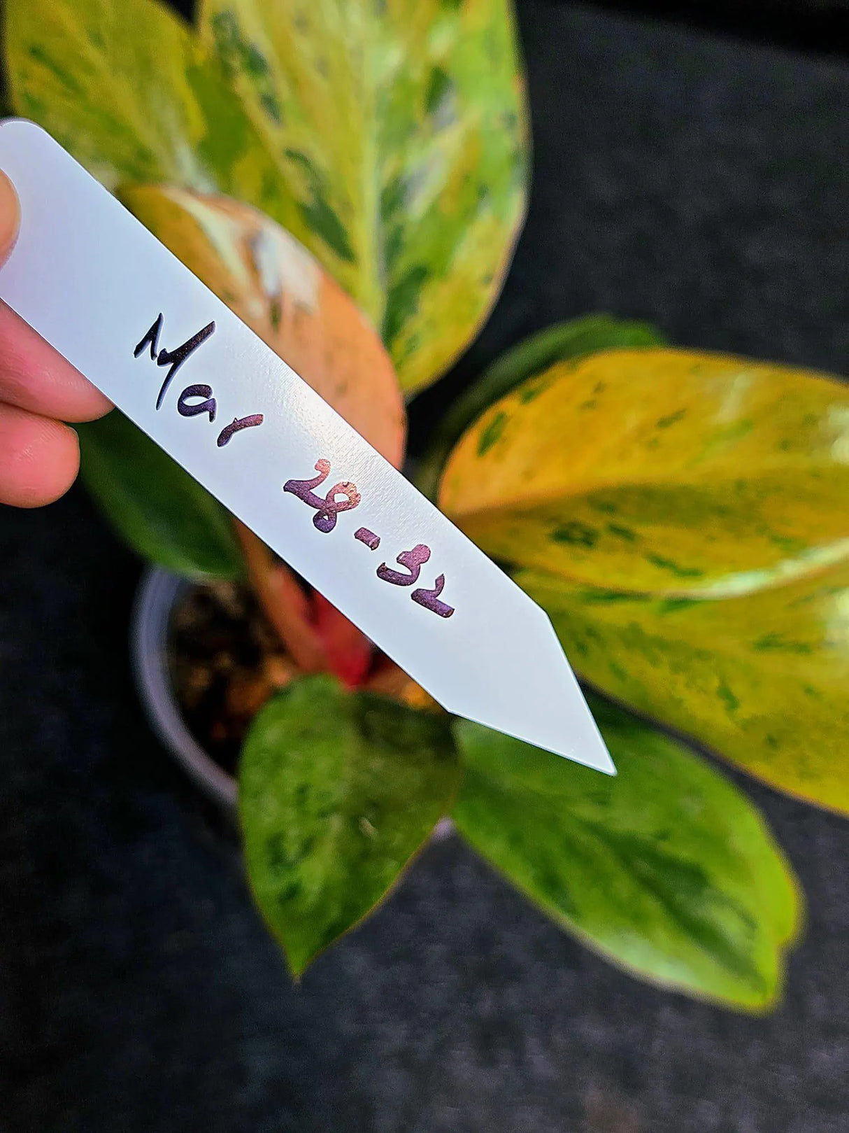 Variegated Philodendron Red Congo Live Plant - Mint Hybrid Variegated Aroid, Red & Cream Foliage - Hard to Come By - US Seller